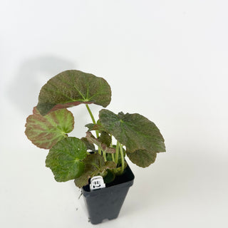 Begonia U538 [#2128]