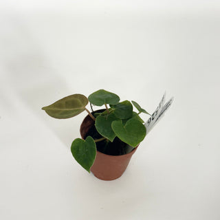 Anthurium 'Contessa' x self - 3 Seedlings [#1526]