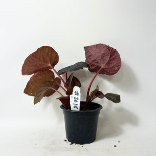 Begonia 'Steve's Leaves Bloodmoon' [#2018]