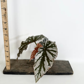 Begonia 'Silver Beauty' [#2158]