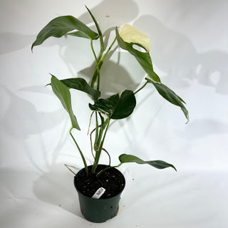 Monstera deliciosa var. borsigiana albo-variegata [#1850]