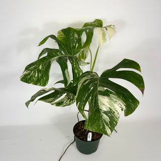 Monstera deliciosa var. borsigiana albo-variegata [#2089]