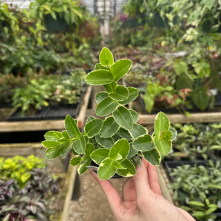 Hoya cumingiana albo-marginata