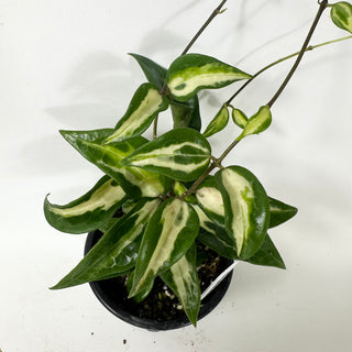 Hoya sp. Anjuk Ladang (MA35) (inner Variegated) [#2033]