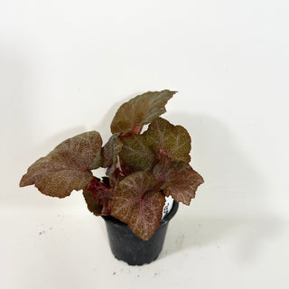 Begonia 'Robin' [#2091]