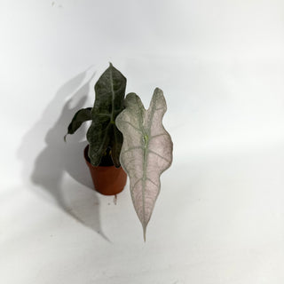 Alocasia 'Polly' (pink mint) [#1957]