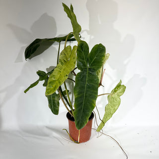 Z-4926 - Philodendron 'Paraiso Verde' (Non-TC)