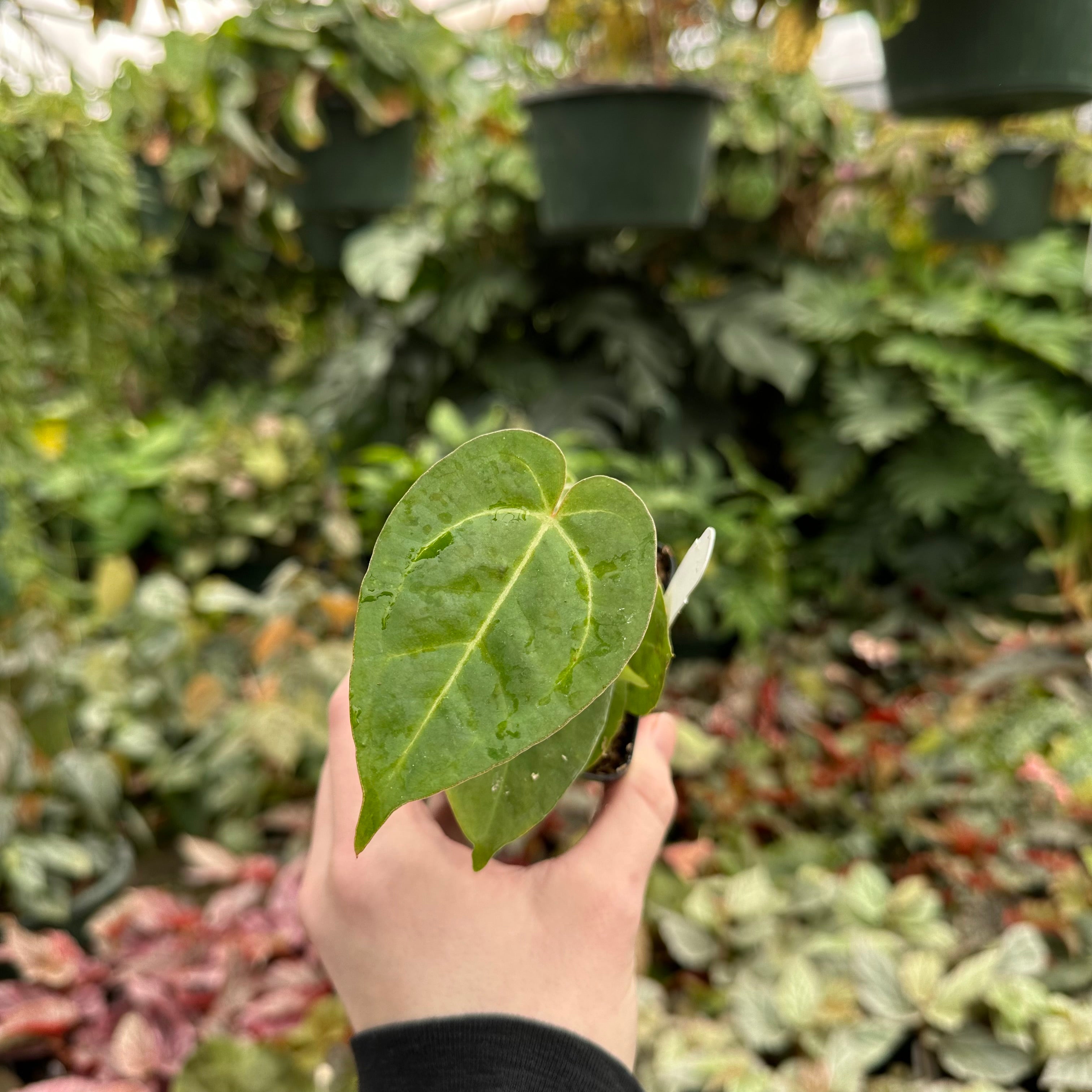 anthurium ace of spades plant Anthurium 'Ace of Spades'/papillilaminum x self