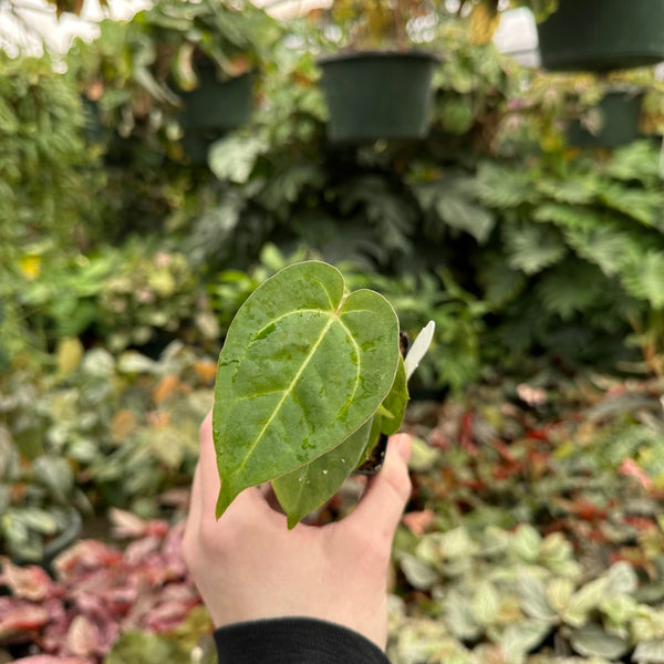 anthurium ace of spades origin Anthurium 'Ace of Spades'/papillilaminum x self – Steve's Leaves