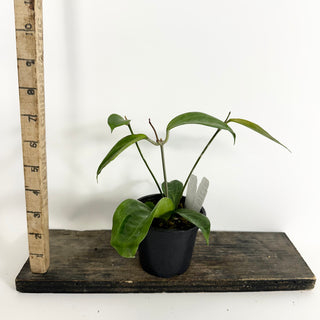 Hoya persiciana [#2210]