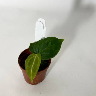 Anthurium 'Doc Block F3' - Seedling [#1720]