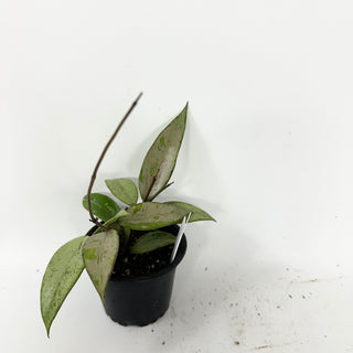 Hoya 'Snow Cui' (silver) [#2479]