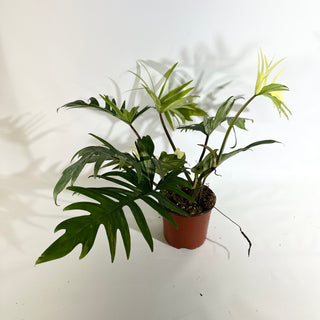 Philodendron 'Florida Beauty' x tortum [#1975]
