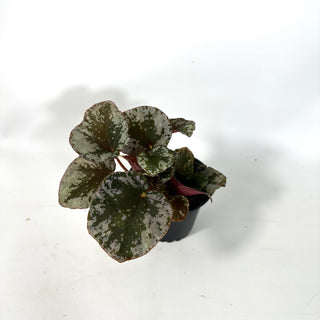 Begonia sykakiengii [#2168]