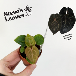 Anthurium 'Contessa' x self - 2 Seedlings [#1481]