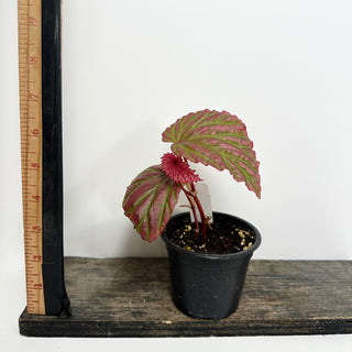 Begonia "Crazy Pink" [#2419]