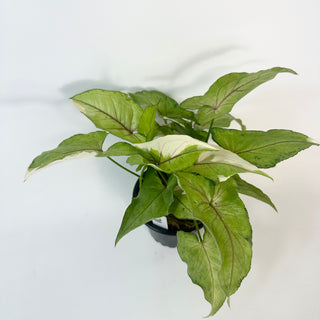 Syngonium 'White Princess' [#2420]