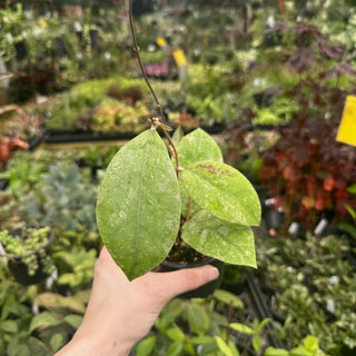 Hoya sp. Kalsel