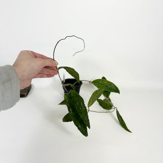 Hoya finlaysonii ‘Trang’ (XL Pot) [#2120]