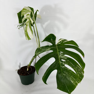 Monstera deliciosa var. borsigiana albo-variegata [#1312]