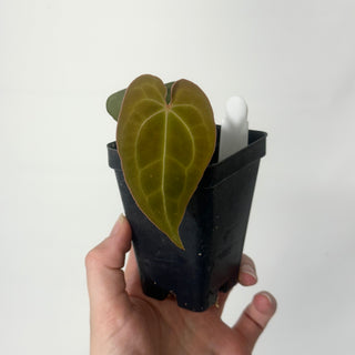 Anthurium forgetii/'Ace of Spades' x indo portillae [#1643]