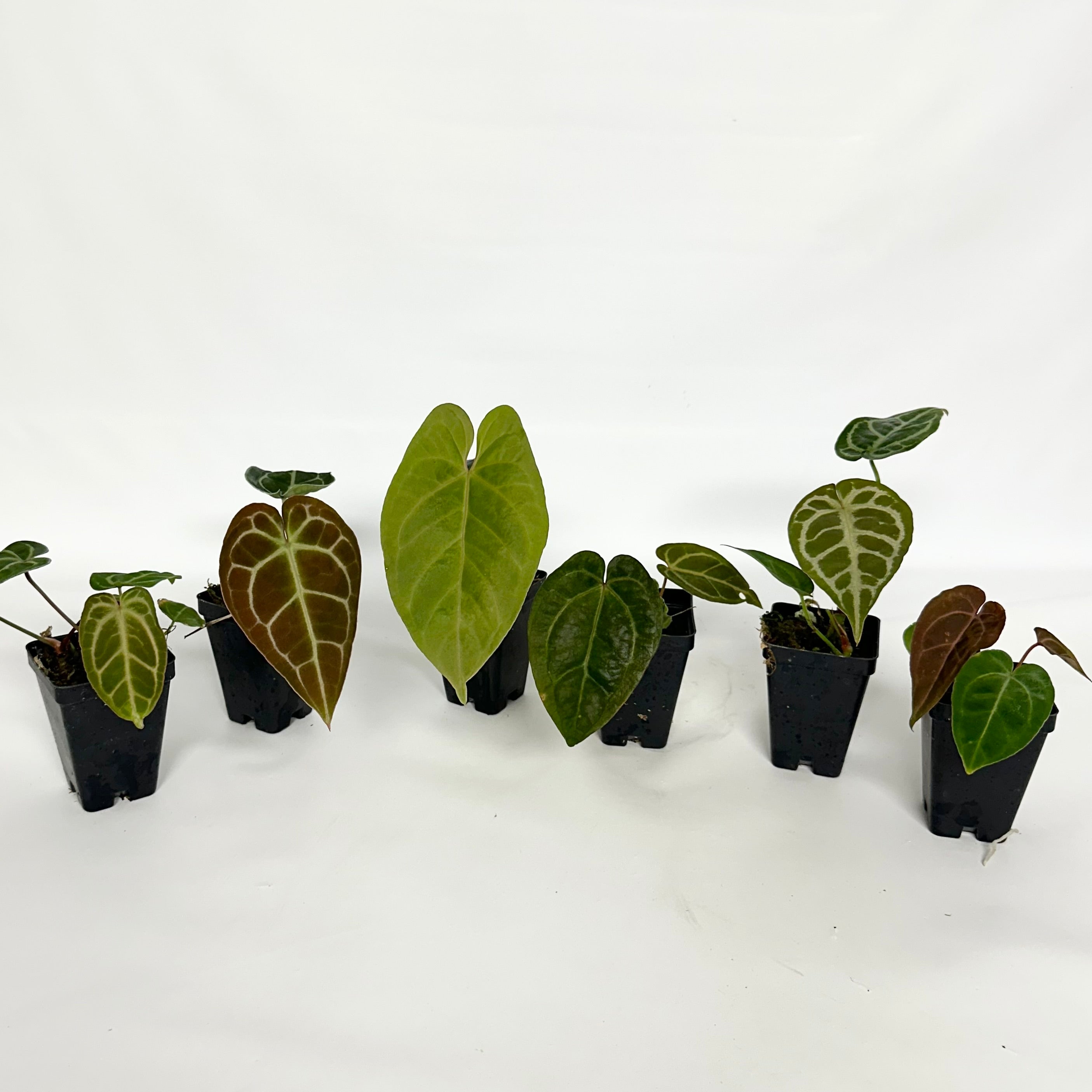 anthurium andraeanum hybrids Anthurium "Bench Hybrid"