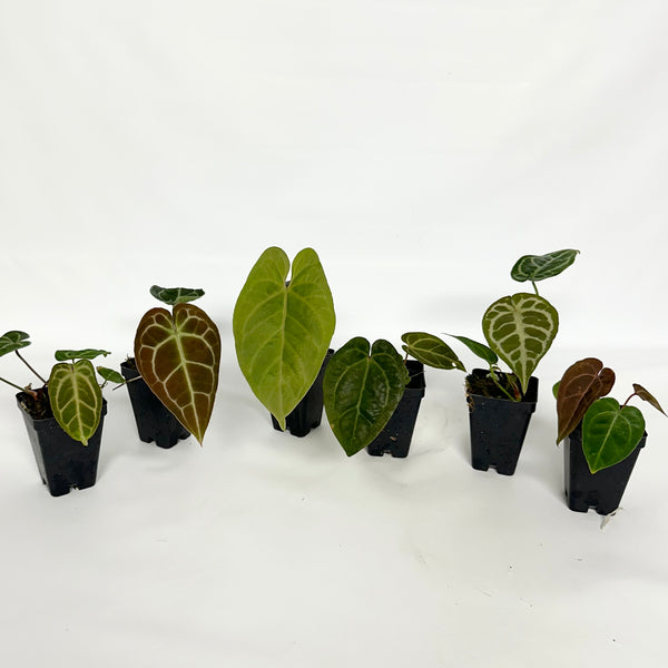 anthurium hybrid plant Anthurium "Bench Hybrid" – Steve's Leaves