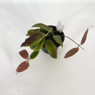 Z-4717 - Hoya minahasae **2nd Release**
