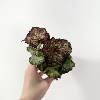 Begonia 'Lota Rose' [#2056]