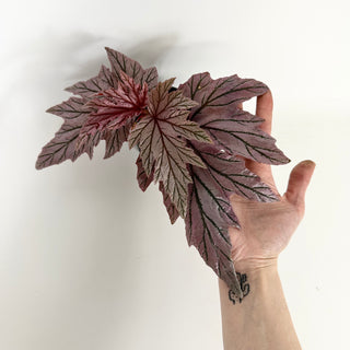 Begonia 'Lamoon' [#2128]