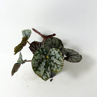 Begonia 'Steve's Leaves Frostbite' [#2016]
