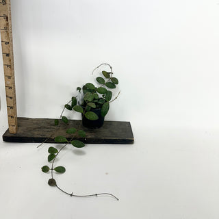 Hoya sp. GPS-7240 [#1918]