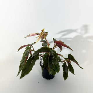 Begonia 'Ginny Galaxy' [#2245]