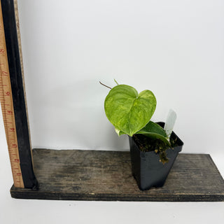 Z-5384 - Scindapsus pictus 'Jade Satin' aurea-variegata