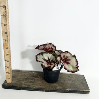 Begonia 'Sardanna' [#2152]