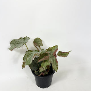 Begonia 'Madhatter' [#1940]