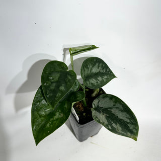 Scindapsus pictus 'Black Mamba' [#1933]