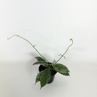 Hoya buotii (variegated) [#2301]