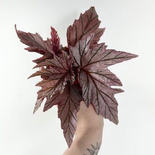 Begonia 'Lamoon' [#2487]