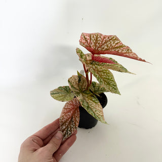 Begonia 'Snow Capped' (Variegated) [#1698]