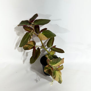 Begonia ‘Withlacoochee’ (Variegated) [#1876]
