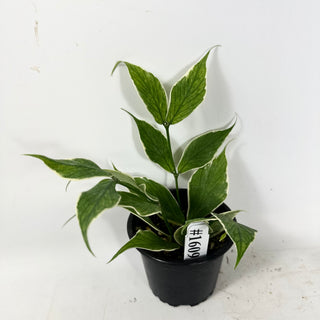 Hoya polyneura (outer variegated) [#1609]