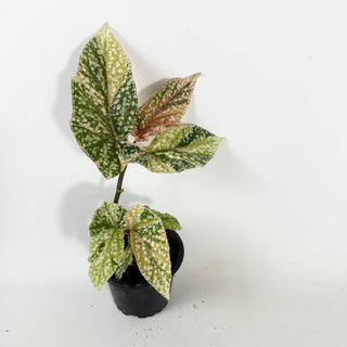 Begonia 'Snow Capped' (Variegated) [#2132]