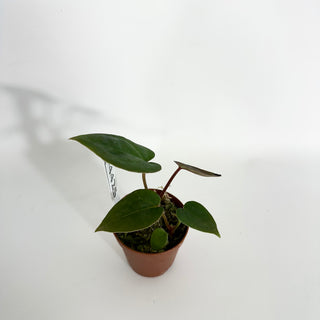 Z-4425 - Anthurium 'Dimples' x self - 2 Seedlings