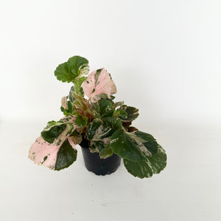 Begonia cucullata (variegated) "Pink Mint" [#2047]