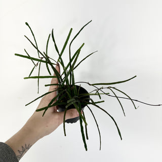 Hoya insularis [#2275]