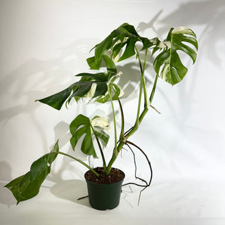 Monstera deliciosa var. borsigiana albo-variegata [#1966]