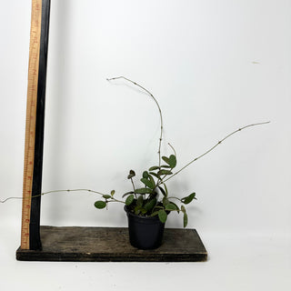 Hoya sp. GPS-7240 [#2410]