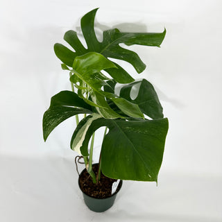 Monstera deliciosa var. borsigiana albo-variegata [#1306]