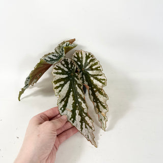Begonia 'Silver Beauty' [#1943]